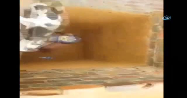Bu da ninja kedi