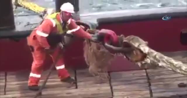 Kopan halat denizciyi canından etti