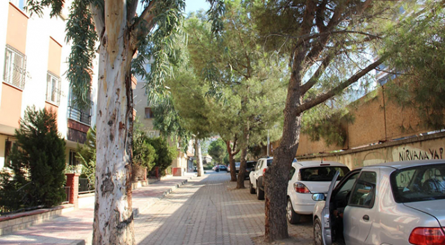 Manisa'da yol ortasındaki ağaçlar şaşırtıyor