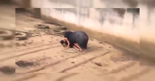 Tayland'da ayı turiste saldırdı