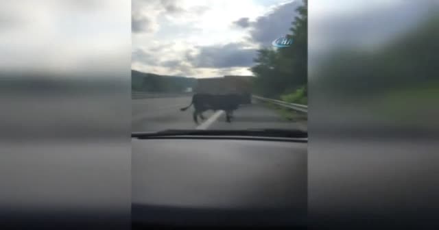 TEM’de sürücülere dana sürprizi