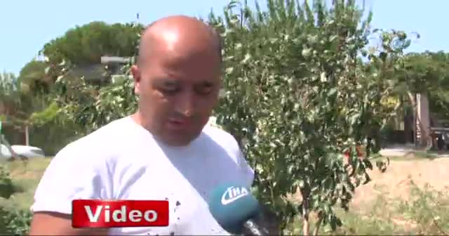 Ampul biçimindeki domates görenleri şaşırtıyor