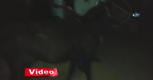 Antalya'da sokağa bırakılan eşek sahiplendirildi