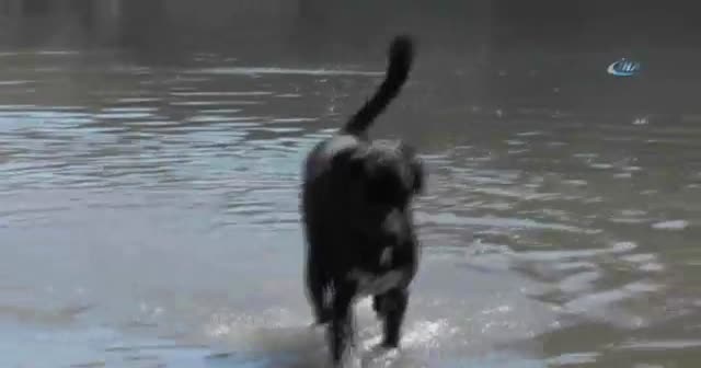 Bu köpek günlük 2 kilo balık yakalıyor!