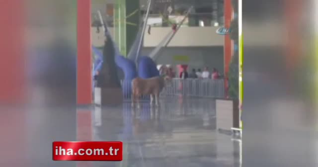 Kaçak boğa alışveriş merkezini birbirine kattı