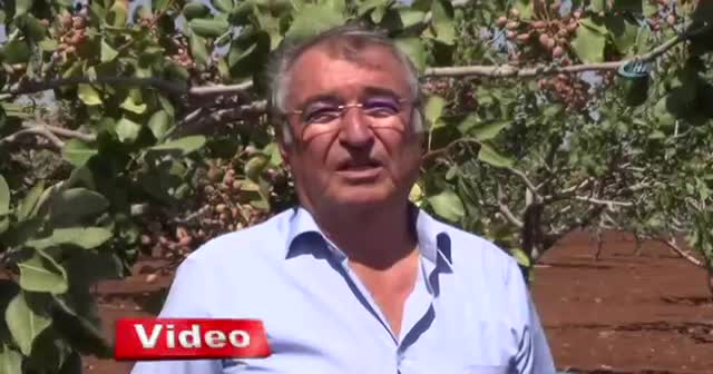 Kilis’te dünyada benzeri olmayan fıstık üretildi