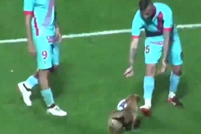 Sahaya giren köpek ortalığı birbirine kattı