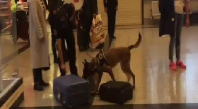 Almanya'dan gelen yolculara köpekli arama