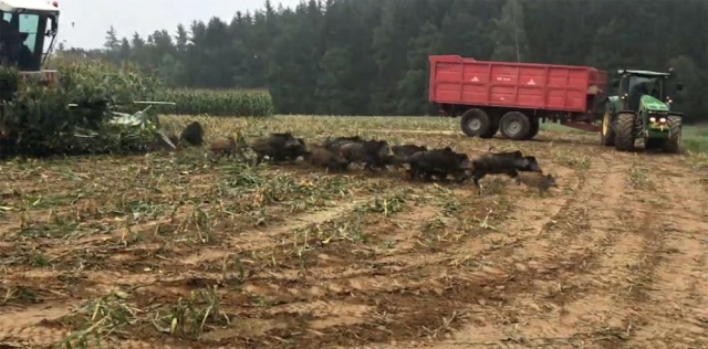 Bir anda onlarca domuz çıktı