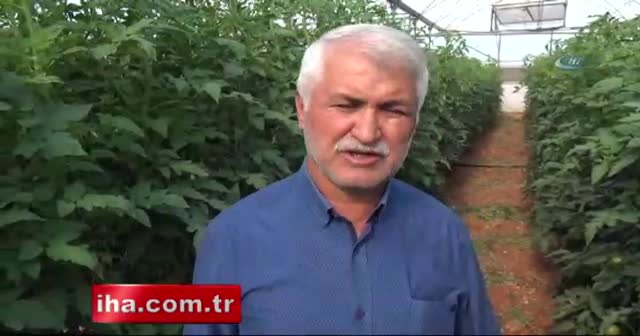 Domatesin fiyatı yüzde 50 arttı