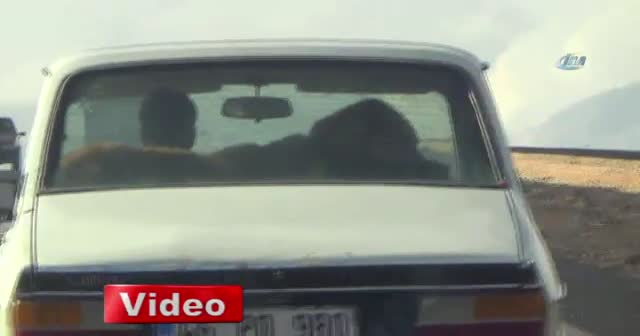 Çoban köpeğinin otomobilde seyahat keyfi