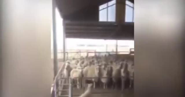 Kendini köpek zanneden tavuk