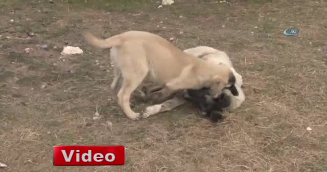 Japon patronun Kangal köpeği sevgisi