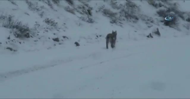 Nesli tükenmekte olan hayvanlar kategorisinde yer alan vaşak, Sivas’ta yerleşim yakınlarındaki bir bölgede görüldü.