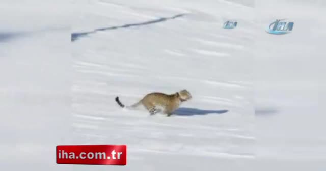 Putin’in leoparı doğaya salındı