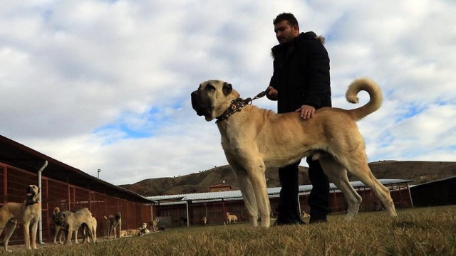 Anadolu çoban köpeği ve akbaşa dünyadan talep var