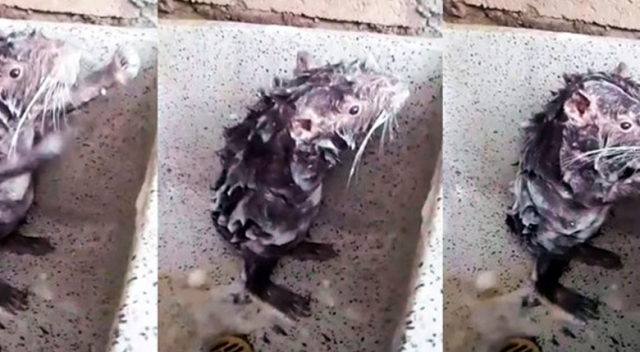 İnsan gibi 'duş alan' fare şaşkına çevirdi
