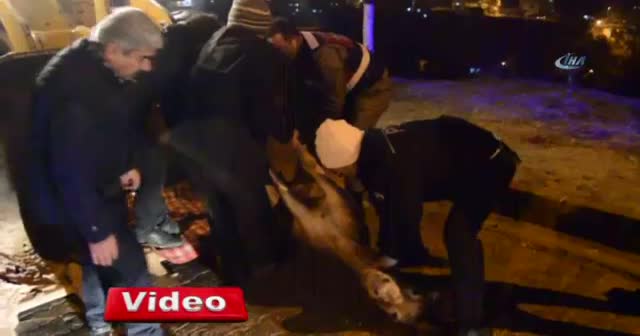 Jandarma, yaralı eşek ıslanmasın diye şemsiye tuttu