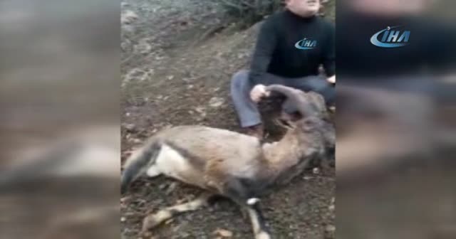 Koruma altındaki 2 dağ keçisi kaçak avcıların kurbanı oldu