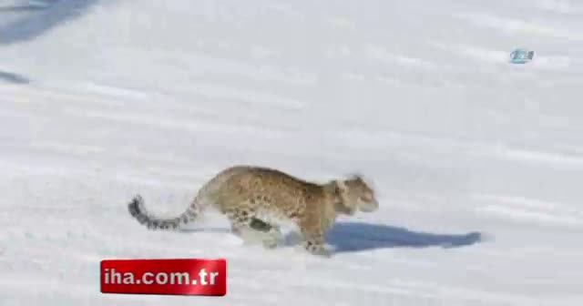 Putin'in leoparı ölü bulundu