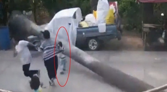 Devrilen dev ağaç çocuğu teğet geçti