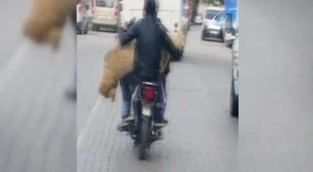 Motosiklette koyun taşıdılar