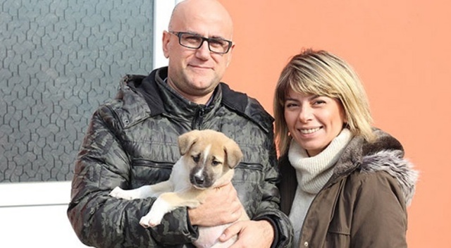 Şans köpeği 700 kilometre götürüp sağlığına kavuşturdular