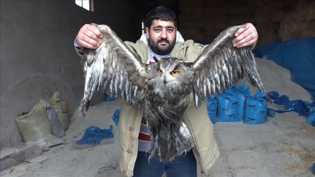 Yaralı baykuş tedavi altına alındı