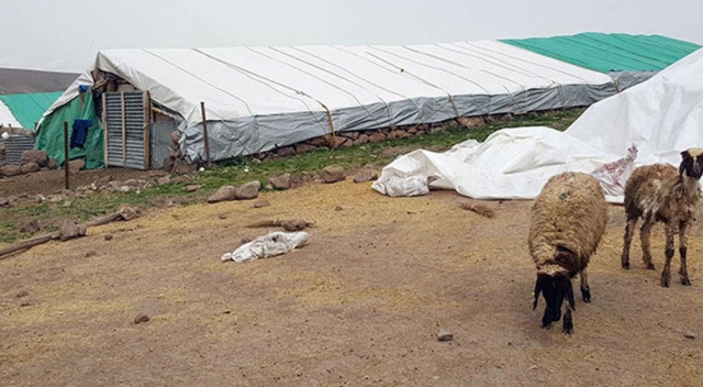 1 kedi, 14 koyunu telef etti