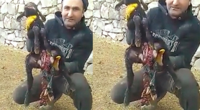 Horasan’da altı ayaklı, iki çeneli, iki dilli kuzu dünyaya geldi