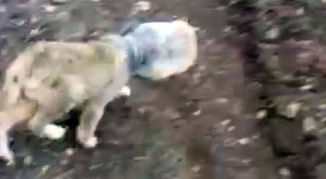Kafası bidona sıkışan yavru köpek son anda kurtarıldı