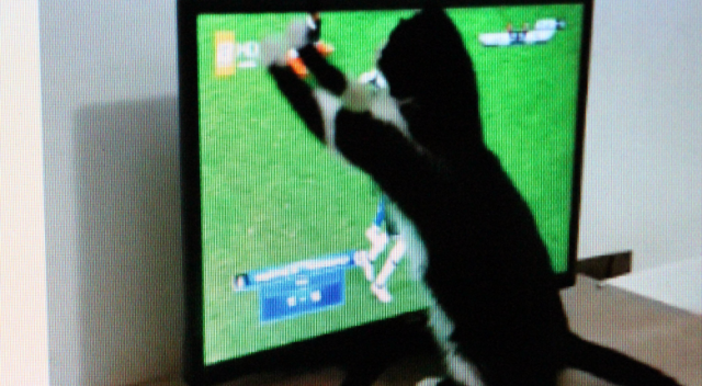 Kedi Feyyaz'ın derbi heyecanı