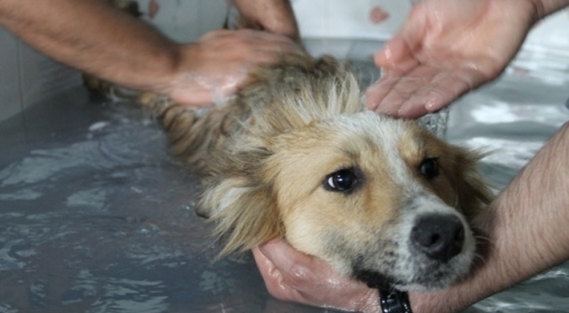 Köpeklerin kaplıca keyfi