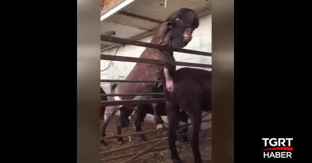 Mutant keçi sosyal medyada gündem oldu