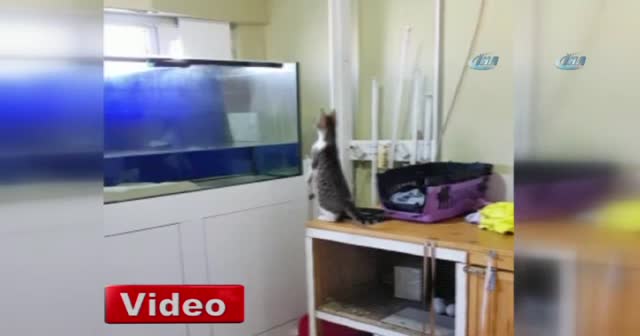 Sineği yakalamak isteyen yavru kedi akvaryuma uçtu