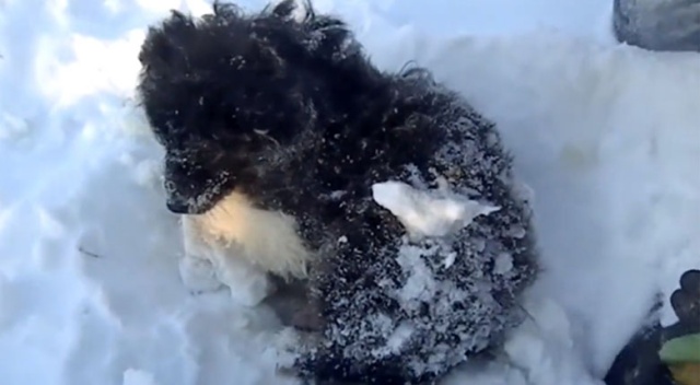 Yavru köpek karlar altında ölmek üzereyken bulundu
