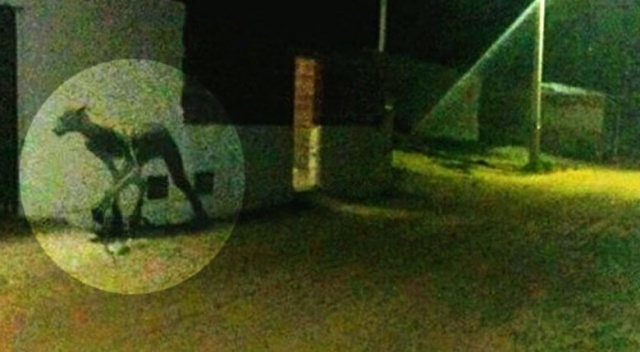 Geceleri ortaya çıkıp köpekleri öldüren gizemli yaratık dehşete düşürdü