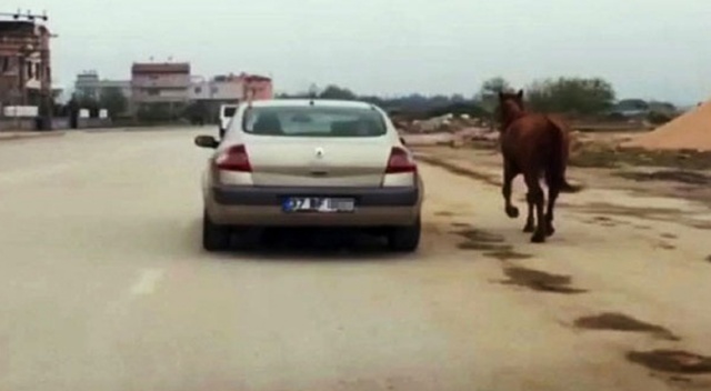 Vicdansızlık: Atı otomobiline bağlayıp koşturdu