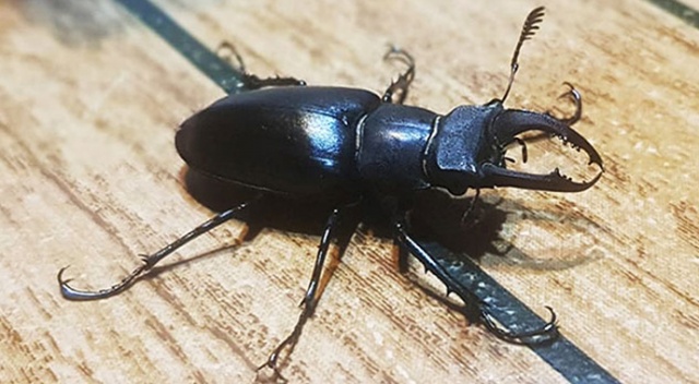 Geyik böceği Muğla'da ilk kez görüldü