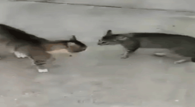 Kavga eden kedileri köpek gibi havlayarak ayırdı
