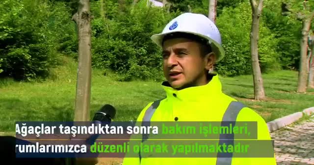 Maçka Parkı'ndan taşınan ağaçlar yeşillenmeye başladı