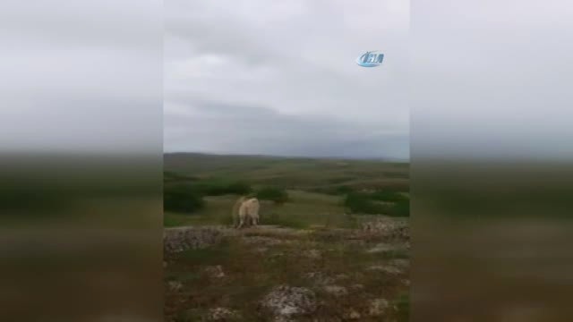 Kangal köpeği ayıya meydan okudu