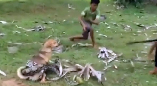 Dehşete düşüren görüntü! Devasa yılan evcil köpeği kapınca...