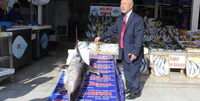Dev Kılıç Balığı ağlara takıldı
