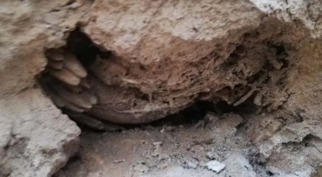 Mardin’de bulunan fosiller için inceleme başlatıldı