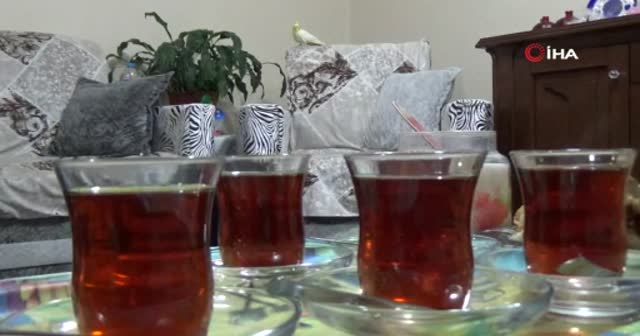 Çay tiryakisi papağan ‘Limon’