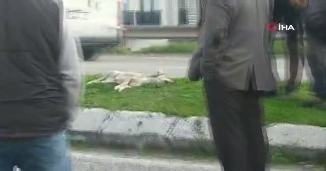 Köpeği ezmemek için direksiyonu kırdı, minibüsle çarpıştı: 1 ölü, 1 yaralı
