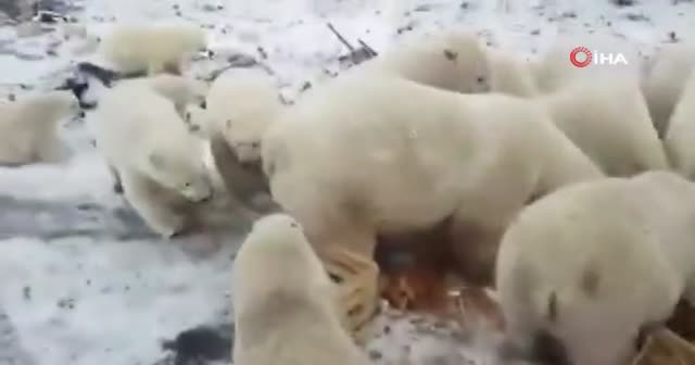 Rusya'da kutup ayıları şehre indi, acil durum ilan edildi