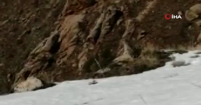 Sivas’ta nesli tükenmekte olan vaşak görüntülendi