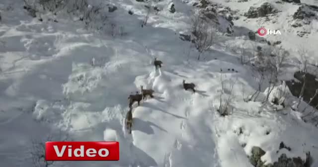 Kaçkar Dağları'nda yaban hayatı havadan görüntülendi